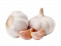 Garlic
