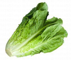 Lettuce UAE/Jordan