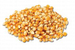 Popcorn Seeds