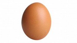 Fresh Brown Egg