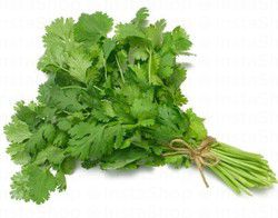 Fresh Coriander