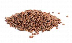 Brown Lentils